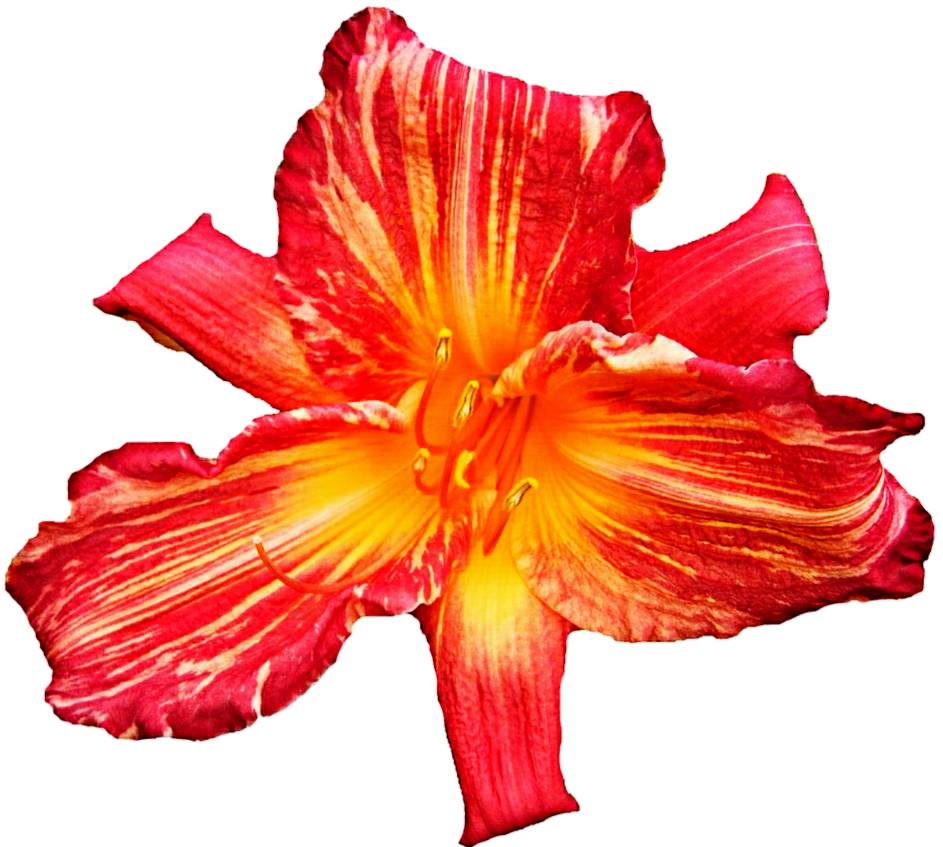 tiger lily clipart - photo #13