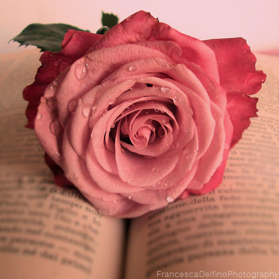 Pink rose and book by FrancescaDelfino