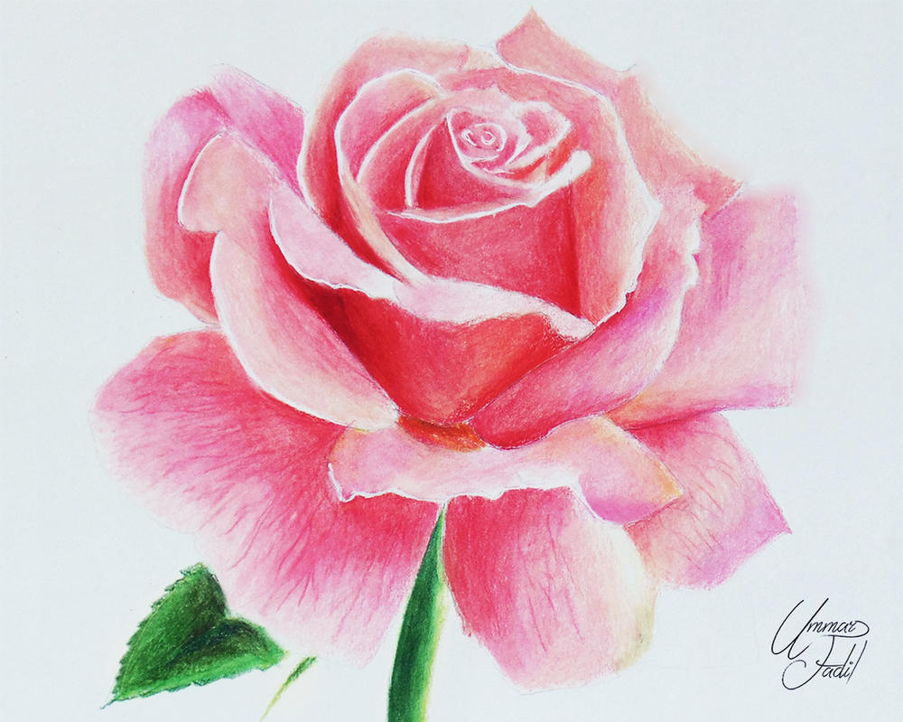 Drawing Flowers 1 - A Rose. by f-a-d-i-l on DeviantArt