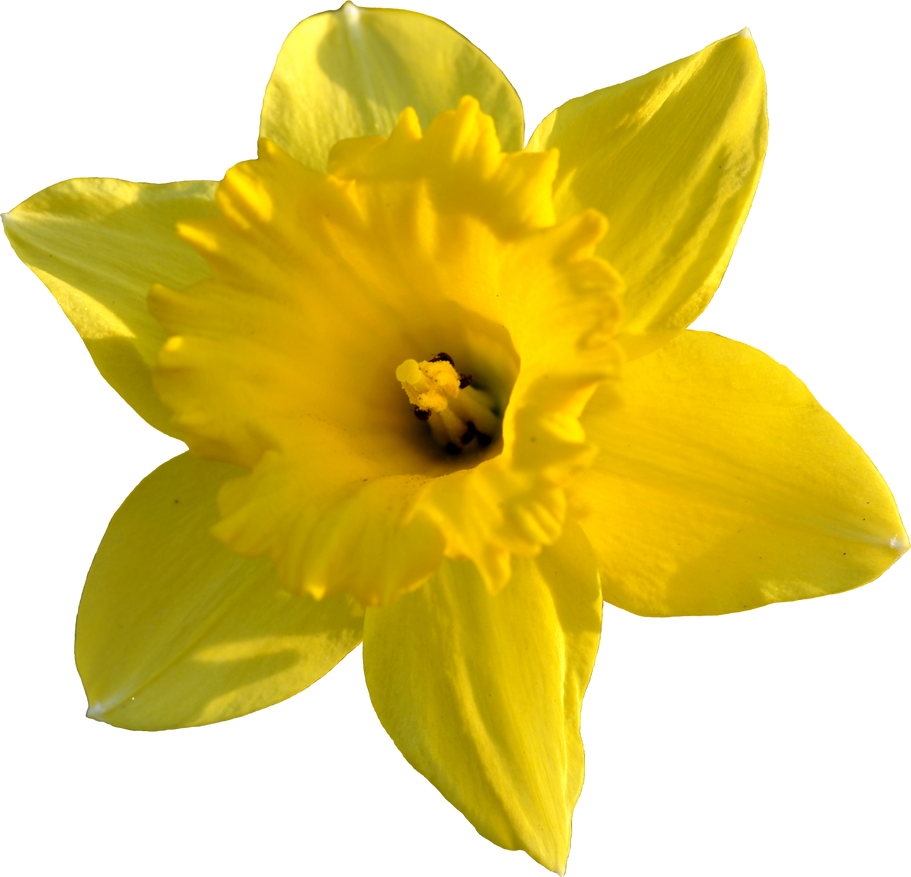 clipart daffodil flower - photo #48