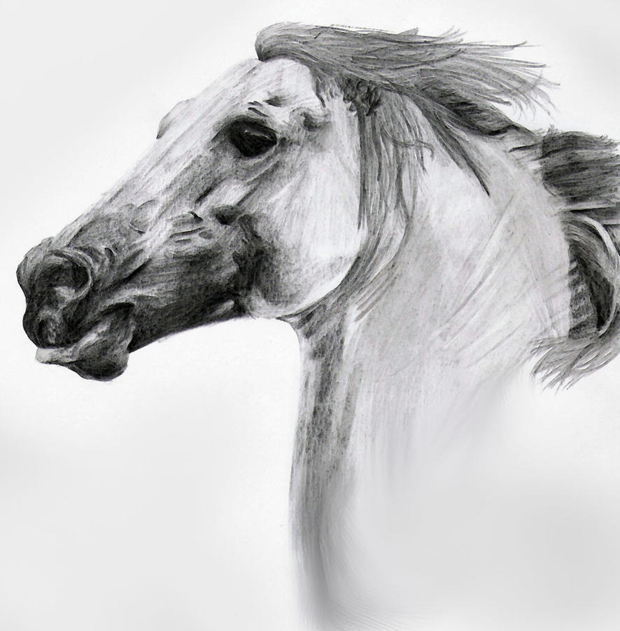 Horse Pencil Sketch by DoubleVixen on DeviantArt