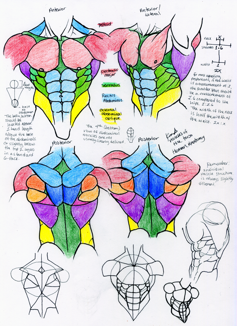 Back Muscles Drawing Reference Female : Pin by Fox on Anatomy | Figure